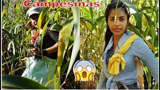 4-Jóvenes Campesinas Ya En Acción En Medio De La Milpa🌽Todas Unass Guerreras-Tapiscada-P4
