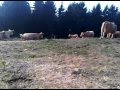 vacche nude sul monte baldo