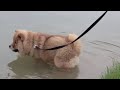 Chow Chow Takes a Swim