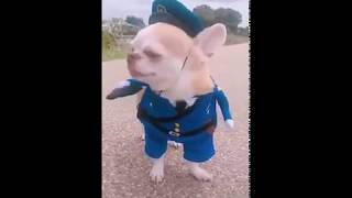Funny Dog Officer - Funny Videos