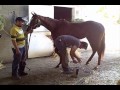 Blind Luck Gets New Shoes - April 30, 2011