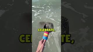 Finding Shark Teeth