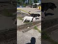 Aggressive bull terrier ATTACK!