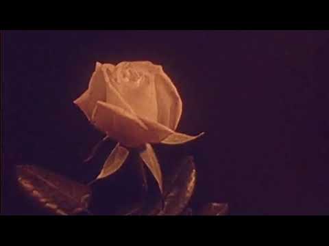 The Gala (US) Official Videos
