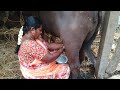 village style buffalo fresh milk || buffalo milking || village life