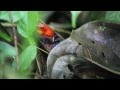 Hacienda La Isla de Sarapiqui - Sarapiqui Costa Rica