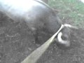 Toro De Boquilla Del Carmen