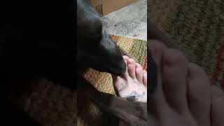 Killermantoe Special