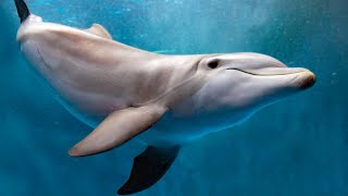 3 Ways You Can Make an Impact for World Oceans Day | Oceana