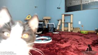 Sweetie Pie - First Sniff Test