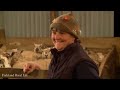A Night Shift Lambing 1800 Ewe's