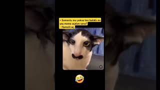 Hamsili Aç