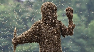 Killer Bees - Scary Bee Documentary (Earth Documentaries)