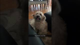 Funny dog tricks!