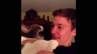 Top 100 Highlights of Animals Vines VERY FUNNY ANIMALS