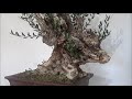 Bonsai de olivo - youtube