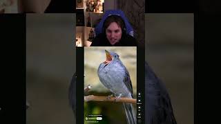 Rraenee Çok Korkutucu La