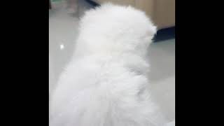Funny and cute cats and dogs on Tiktok