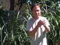 Growing Sugar Cane in the Backyard in Sacramento California