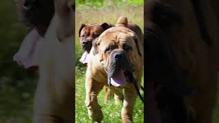 Heavy Boerboels Strengthening Through Running