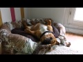 Bengal Cat(Leo) vs. englisch Bulldog (Scotch