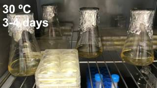 Bacterial Cellulose Production A Material With Unique Applications