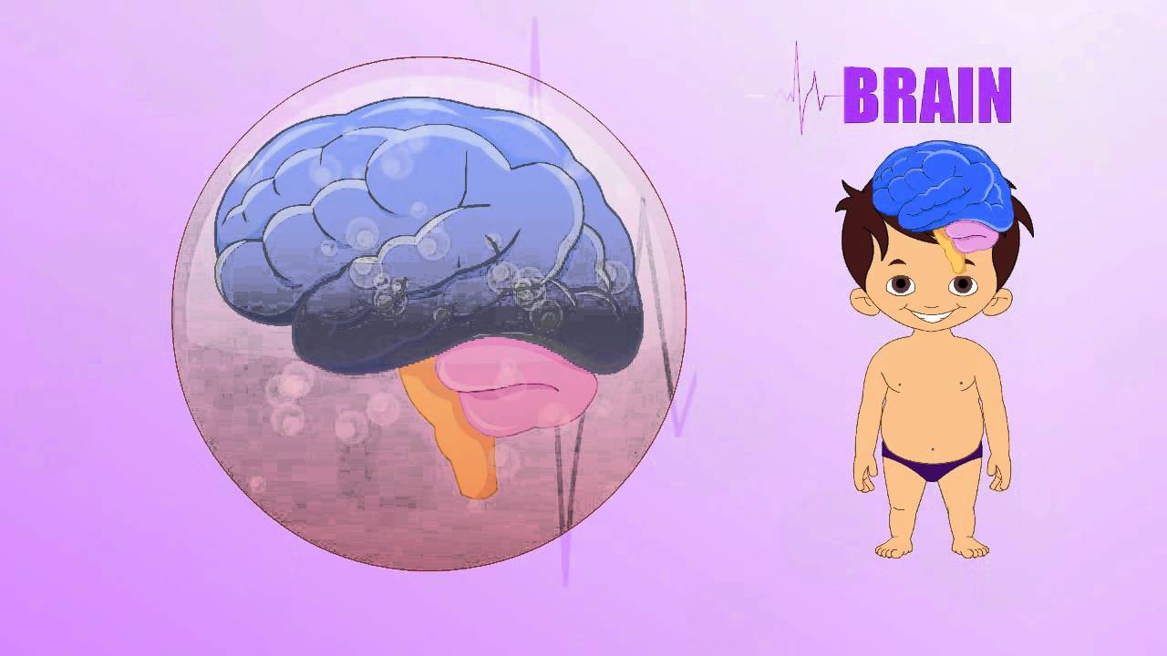Brain - Human Body Parts - Pre School - Animated Videos For Kids - YouTube