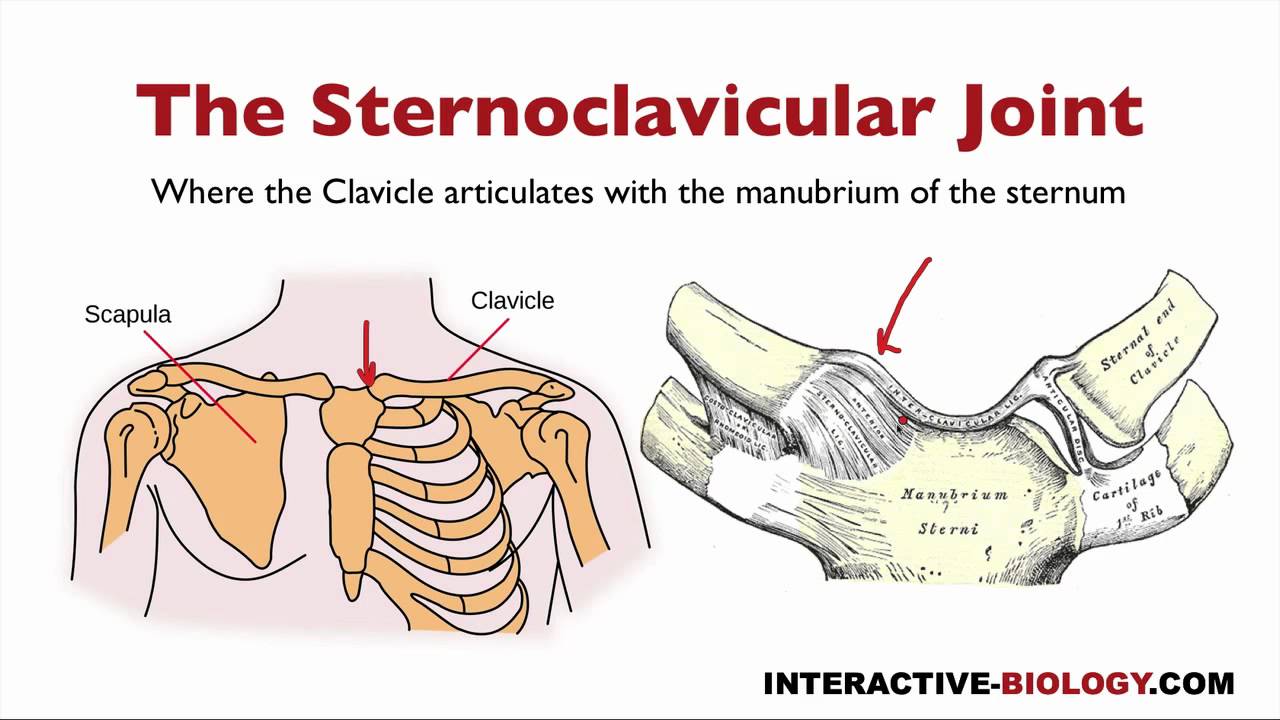 073 The Bones And Joints Of The Shoulder Girdle - YouTube