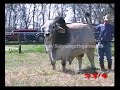World Heaviest Brahman Bull