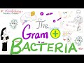 The Gram-Positive Bacteria 🦠 | Microbiology and Infectious Diseases