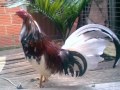 Gallos de pelea de los mejores