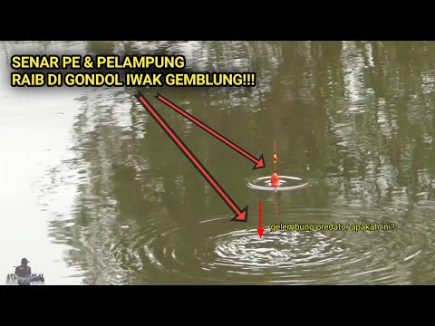 set pancing tegek saya raib di bawa predator // mancing ikan nila besar di alam liar