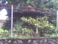 image Pacaran Di Saung Hampir Bugil Ketauan