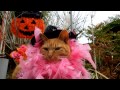 Halloween　ｃｕｔｅ　ｃａｔ　No1　a  なかよし茶トラ　ハロウィーン猫 kawaii