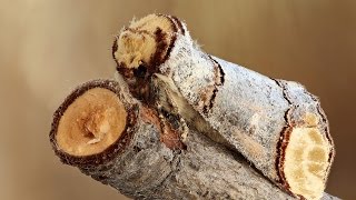 Watch Animal Camouflage video