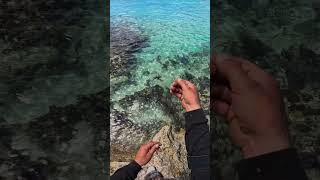Handline Squid Catch And Dispatch In Crystal Clear Waters