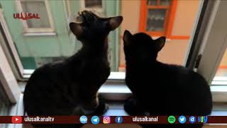 Hayvanları Koruma Kanunu Genel Kuruldan Geçti