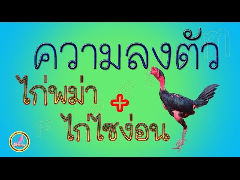 การผสมไก่สายพันธุ์ไซง่อนกับไก่สายพันธุ์พม่าให้ได้ตามความต้องการ...!!!
