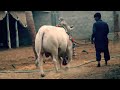 Chota Ghajni 2012 Al Rahman Cattle Farm images Chota Ghajni 2012 Al Rahman Cattle Farm