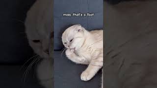 Miss, Thats A Foot