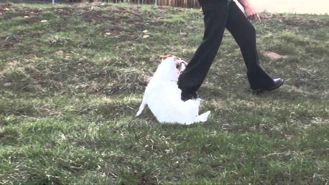 Dog Training 101: Using Positive Reinforcement Dog Training 101: Using Positive Reinforcement new photo Dog Training 101: Using Positive Reinforcement Dog Training 101: Using Positive Reinforcement new photo