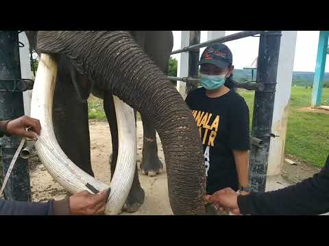 Potong Gading Gajah