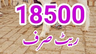 2024 tarikh 27 kimat18500 total rakam 9.25000 Sabir goat farm viral  YouTube goa