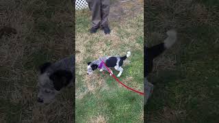 Maya Pee On Leash