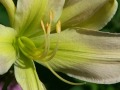 Daylilies Lilies of the Field Gardens Erie PA Edible Flowers Close up Video by Frederick Dunn