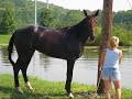 Dewey Diary - Deweycheatumnhowe -- USTA Harness Racing
