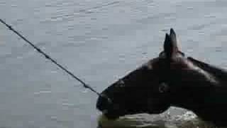 Dewey Diary - Deweycheatumnhowe -- USTA Harness Racing