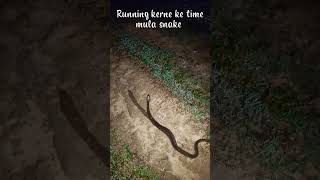 Running Kerne Ke Time Mila Snake
