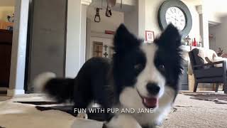 Border Collie Bravo 1 year dog tricks-Fun with Pup and Jane