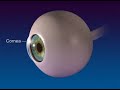 Anatomy and Function of the Eye
